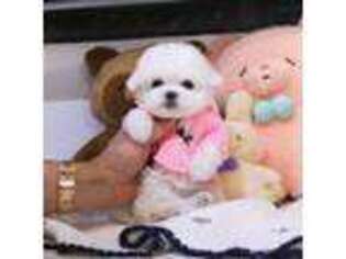 Maltese Puppy for sale in Folsom, CA, USA