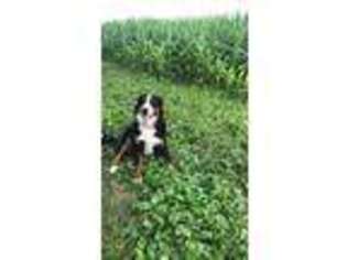 Bernese Mountain Dog Puppy for sale in Rochester, NY, USA