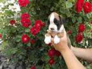 Boxer Puppy for sale in Wenatchee, WA, USA