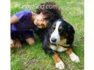 Bernese Mountain Dog Puppy for sale in Waldorf, MD, USA