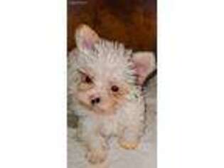 Yorkshire Terrier Puppy for sale in Myrtle Creek, OR, USA