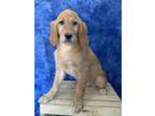 Golden Retriever Puppy for sale in Howe, IN, USA