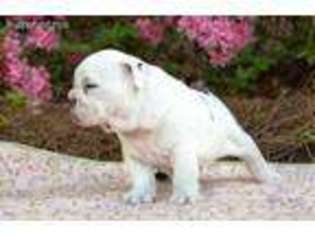 Bulldog Puppy for sale in Ranburne, AL, USA
