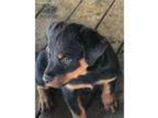 Rottweiler Puppy for sale in Ponce De Leon, FL, USA