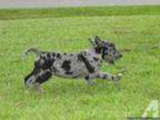 Great Dane Puppy for sale in LILLINGTON, NC, USA
