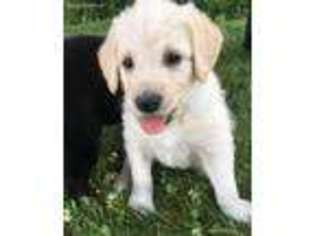Labradoodle Puppy for sale in Cascade, WI, USA