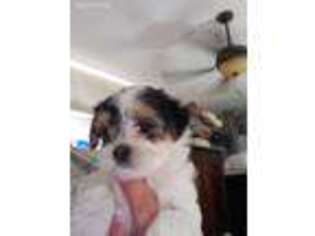 Mutt Puppy for sale in Barboursville, WV, USA