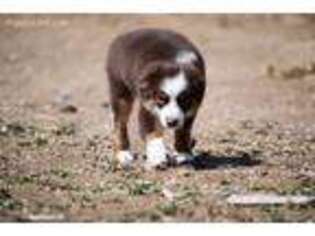 Miniature Australian Shepherd Puppy for sale in Fallon, NV, USA