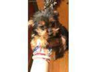 Yorkshire Terrier Puppy for sale in Lynn, MA, USA