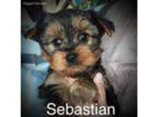 Yorkshire Terrier Puppy for sale in Churubusco, IN, USA