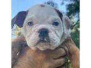 Bulldog Puppy for sale in Orange, CA, USA