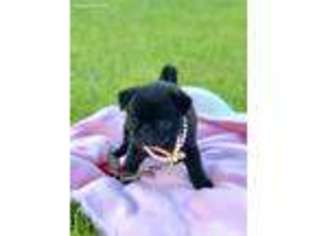 Pug Puppy for sale in Moselle, MS, USA