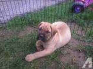 Mutt Puppy for sale in EAST BERLIN, PA, USA