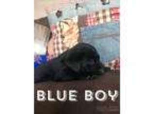Labrador Retriever Puppy for sale in Connell, WA, USA