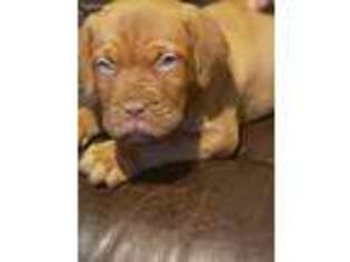 American Bull Dogue De Bordeaux Puppy for sale in Erie, PA, USA