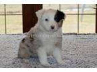 Australian Shepherd Puppy for sale in Richards, MO, USA