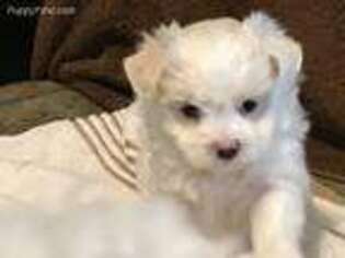 Maltese Puppy for sale in Cullman, AL, USA