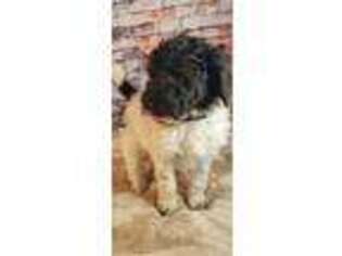 Mutt Puppy for sale in Mount Vernon, SD, USA