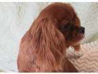 Cavalier King Charles Spaniel Puppy for sale in Murfreesboro, TN, USA
