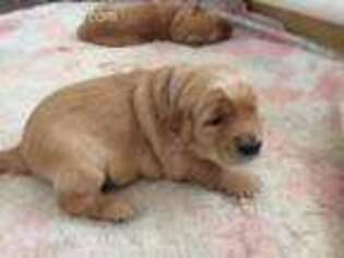 Golden Retriever Puppy for sale in Greencastle, PA, USA