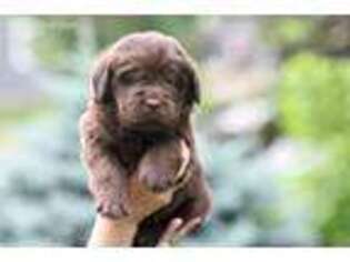 Newfoundland Puppy for sale in Albertville, MN, USA