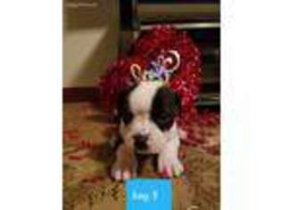 Alapaha Blue Blood Bulldog Puppy for sale in Macedonia, OH, USA