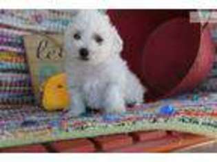 Bichon Frise Puppy for sale in Bowling Green, KY, USA