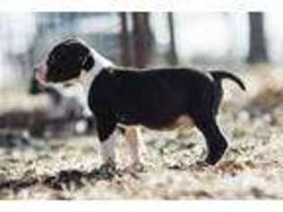 Great Dane Puppy for sale in Faxon, OK, USA