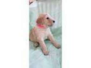 Goldendoodle Puppy for sale in Russell, IA, USA