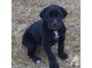 Great Dane Puppy for sale in NOBLE, OK, USA