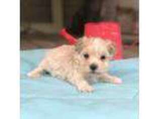 Mutt Puppy for sale in Gloster, MS, USA