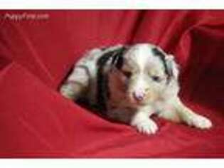 Miniature Australian Shepherd Puppy for sale in Moneta, VA, USA