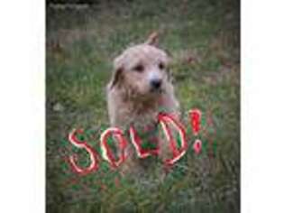 Goldendoodle Puppy for sale in Stuarts Draft, VA, USA