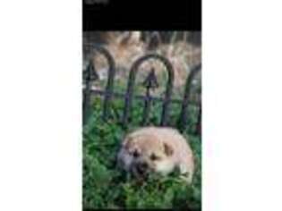 Shiba Inu Puppy for sale in Cleburne, TX, USA