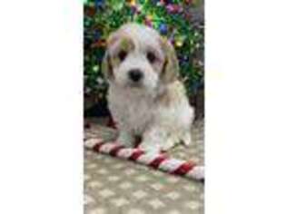 Cavachon Puppy for sale in Shipshewana, IN, USA