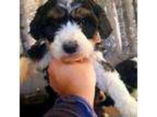 Mutt Puppy for sale in Penhook, VA, USA