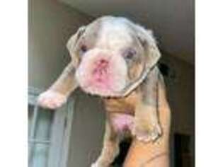 Bulldog Puppy for sale in Liberty, MO, USA