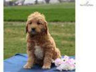 Goldendoodle Puppy for sale in Harrisburg, PA, USA