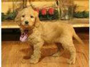 Goldendoodle Puppy for sale in Falcon, MO, USA