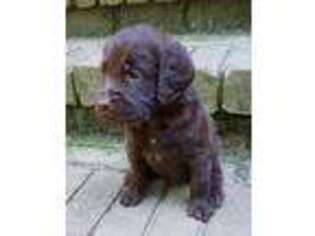 Labradoodle Puppy for sale in Richmond, VA, USA