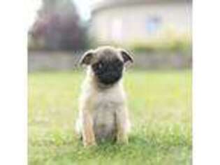 Pug Puppy for sale in Warsaw, IN, USA