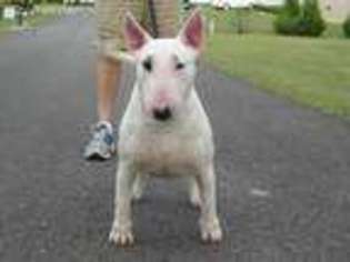 Bull Terrier Puppy for sale in Oliver Springs, TN, USA