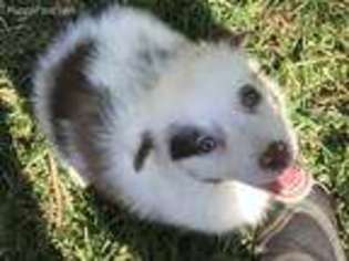 Australian Shepherd Puppy for sale in Weaverville, NC, USA