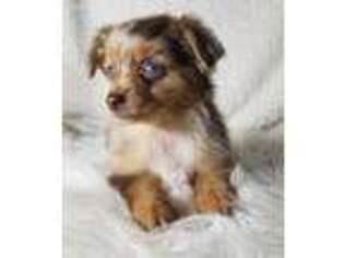 Miniature Australian Shepherd Puppy for sale in Anderson, MO, USA