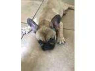 French Bulldog Puppy for sale in Pinellas Park, FL, USA