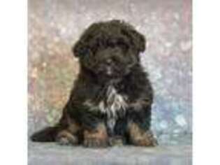 Mutt Puppy for sale in Ashland, OH, USA