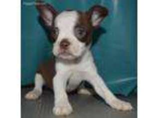 Boston Terrier Puppy for sale in Millersburg, IN, USA