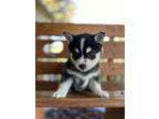 Alaskan Klee Kai Puppy for sale in Joplin, MO, USA