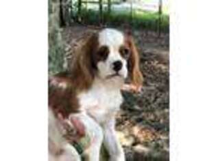 Cavalier King Charles Spaniel Puppy for sale in Scottsville, KY, USA