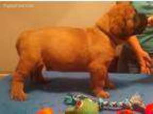 Mastiff Puppy for sale in Troup, TX, USA